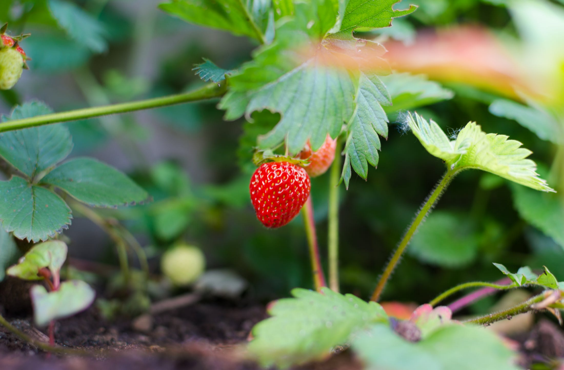 culture des fraises en culture hydroponique