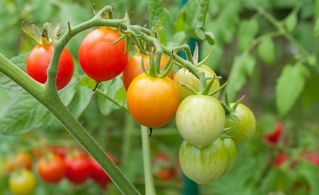 La première étape pour cultiver vos graines de tomates consiste à les planter dans un matériau de culture spécial pour la culture hydroponique.