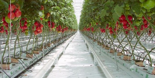introduction à la culture de tomates hydroponiques