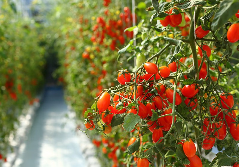 de bonnes conditions sont essentielles pour la culture de tomates biologiques